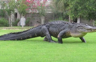 Alligator Property Management LLC