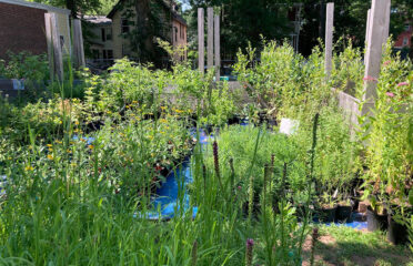 Urbanscapes Native Plant Nursery