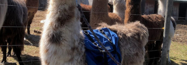 Northern Vermont Llama Co & Christmas Tree Farm