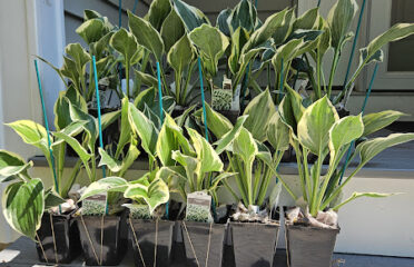 New Hampshire Hostas