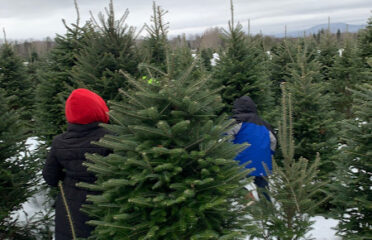 Fontaine Tree Farm