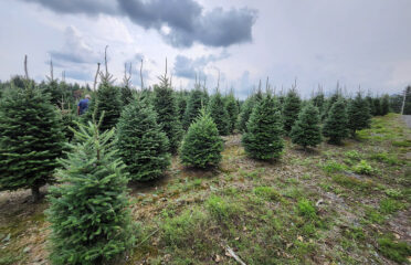 Noel’s Tree Farm