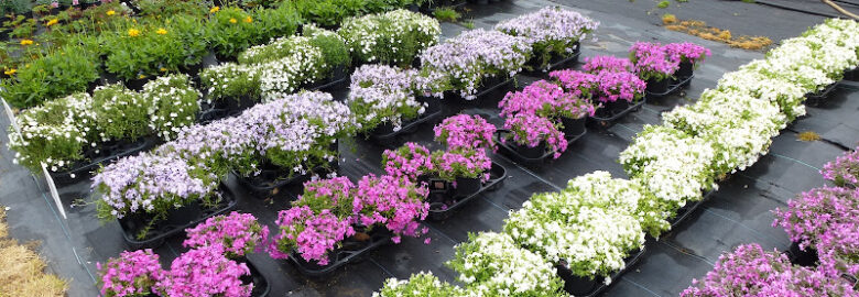 Wholesale Plant Nursery Open To Public