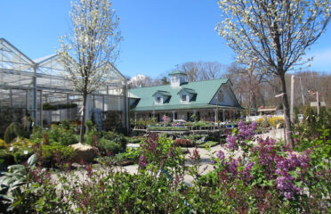 Weston Nurseries of Chelmsford