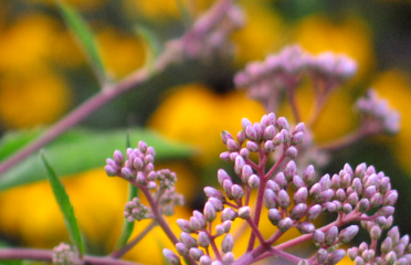 Caliper Farms Nursery & Landscape