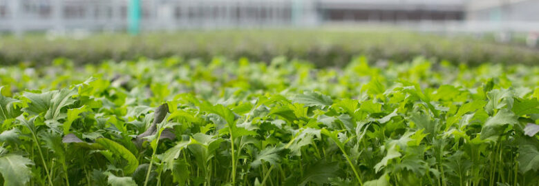 BrightFarms NEH Greenhouse (lēf Farms)