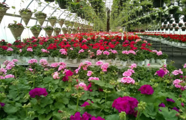 Shady Hill Greenhouse-Nursery